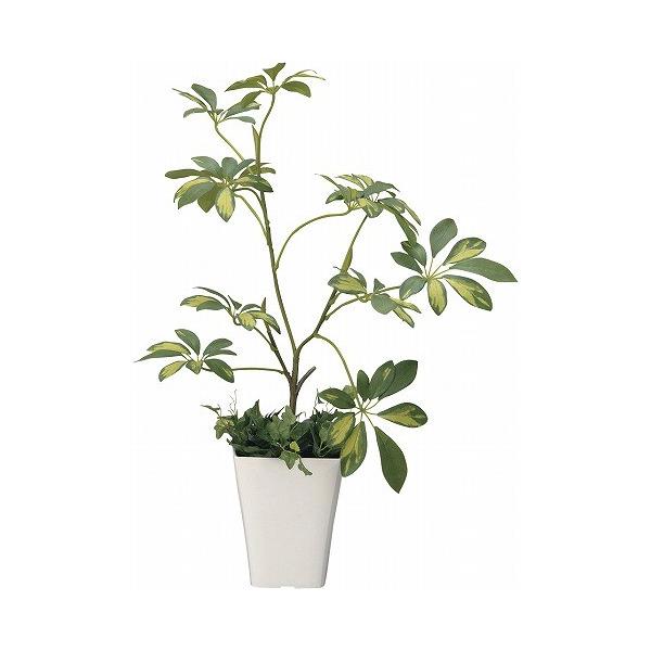 sA[gO[tslHϗtAtG}@̊y@VFt