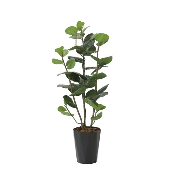 sA[gO[tslHϗtAt G}@̊y@V[O[vDX1.25