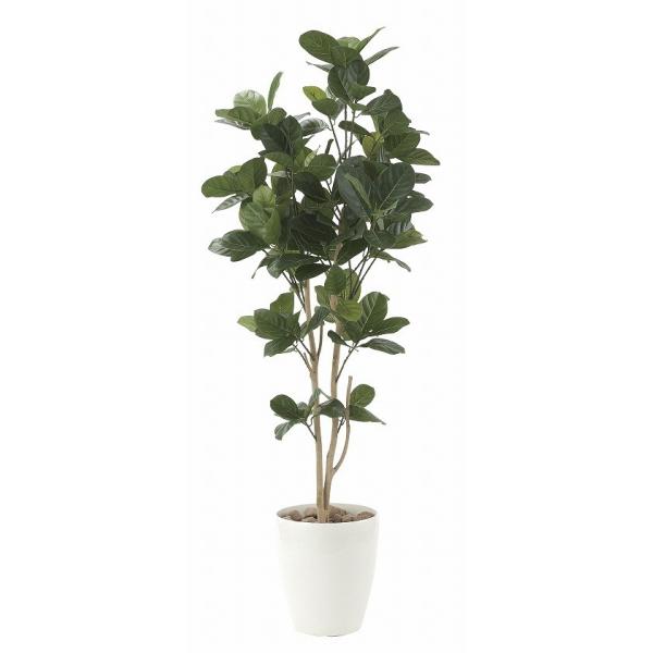 �s�A�[�g�O���[���t�s�l�H�ϗt�A���t���G�}�@���̊y���@�p���̖؁@�P�D�Q�T