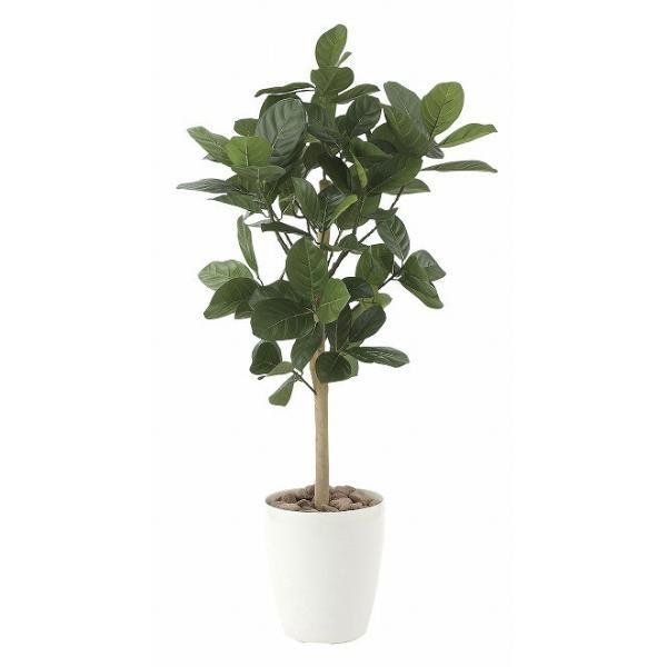 �s�A�[�g�O���[���t�s�l�H�ϗt�A���t���G�}�@���̊y���@�p���̖؁@�X�O