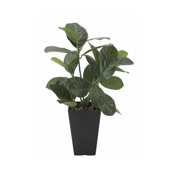 �s�A�[�g�O���[���t�s�l�H�ϗt�A���t���G�}�@���̊y���@�p���̖�