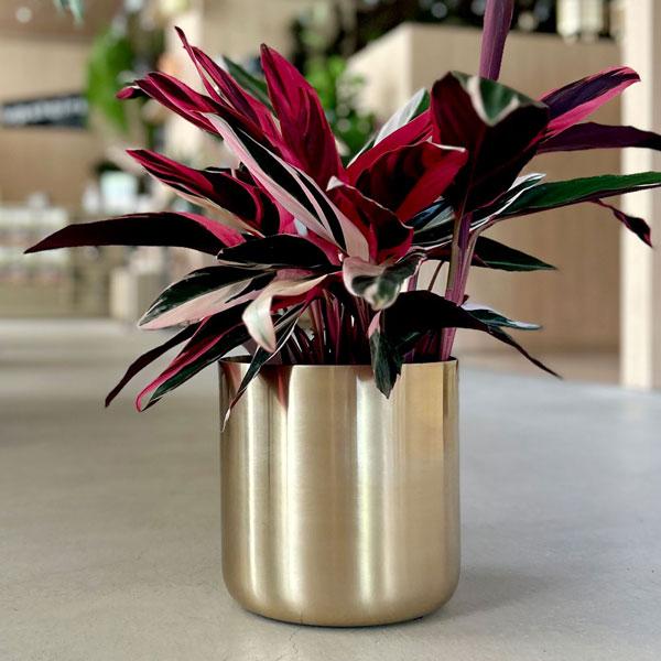 Clover クローバー シャイニーアルミプランター F18 鉢カバー 鉢 おしゃれ プランターカバー ゴールド 植木鉢カバー 観葉植物 室内 植物 Upstairs Outdoor Living 通販 Yahoo ショッピング