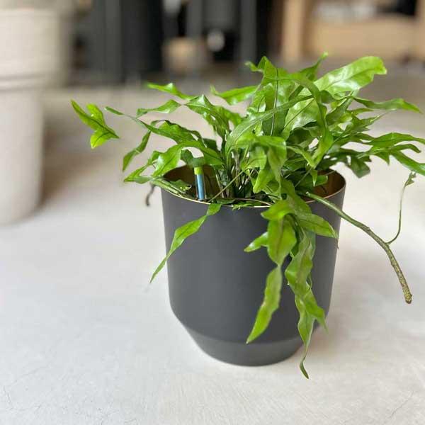 Clover クローバー アルミプランター ブラック F13 鉢カバー 鉢 おしゃれ プランターカバー 黒 植木鉢カバー 観葉植物 室内 植物 Upstairs Outdoor Living 通販 Yahoo ショッピング