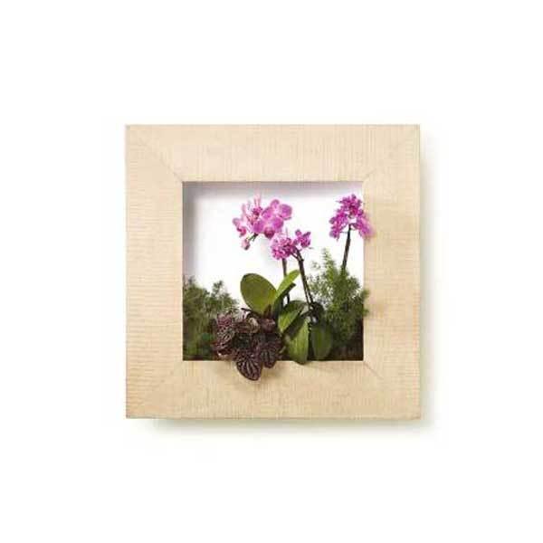 観葉植物 ピアンタの人気商品 通販 価格比較 価格 Com