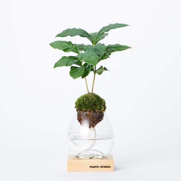 PIANTA×STANZA(sA^X^c@) g[` S R[q[̖