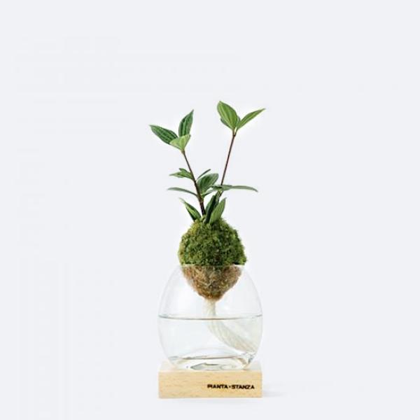 PIANTA×STANZA(sA^X^c@) g[` S ۋʂ̂ yy~A