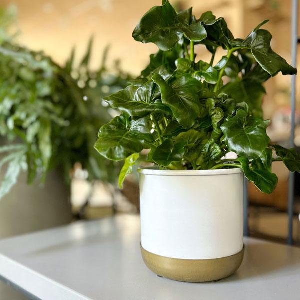 Clover クローバー ポット ウィズ ソーサー F16 ブラック ゴールド ホワイト ゴールド 鉢カバー おしゃれ 鉢ポット ゴールド 黒 白 Upstairs Outdoor Living 通販 Yahoo ショッピング