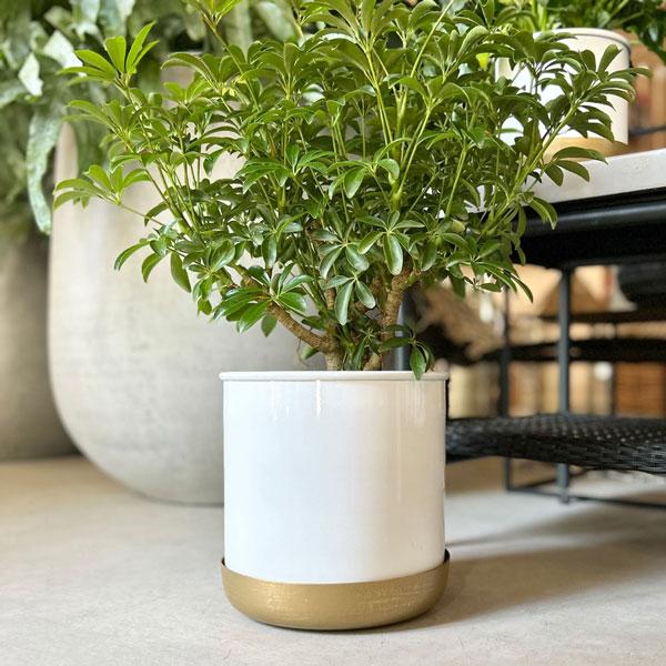 CLOVER CLOVER(クローバー) ポットウィズソーサー Φ21 ブラック