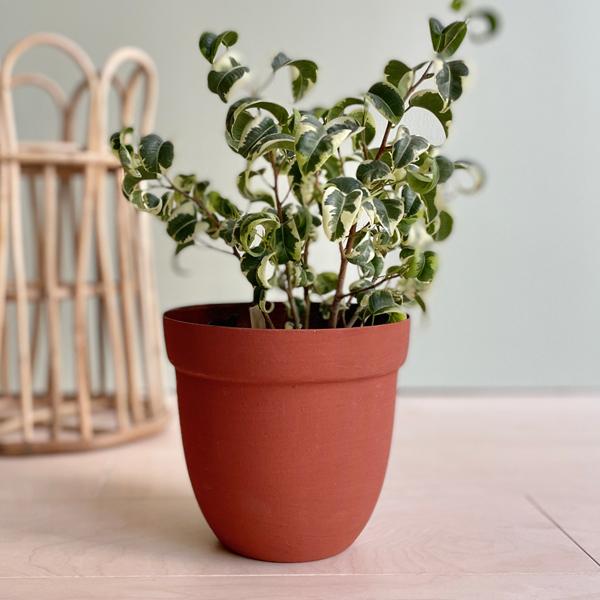 CLOVER(N[o[) ACAv^[ 16 5 Jo[ |bg v^[Jo[ t[|bg ACA ꌊȂ