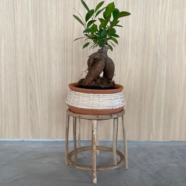 CLOVER(N[o[) eRb^/Ebhv^[ 4 ^ Jo[ |bg v^[X^h t[X^h