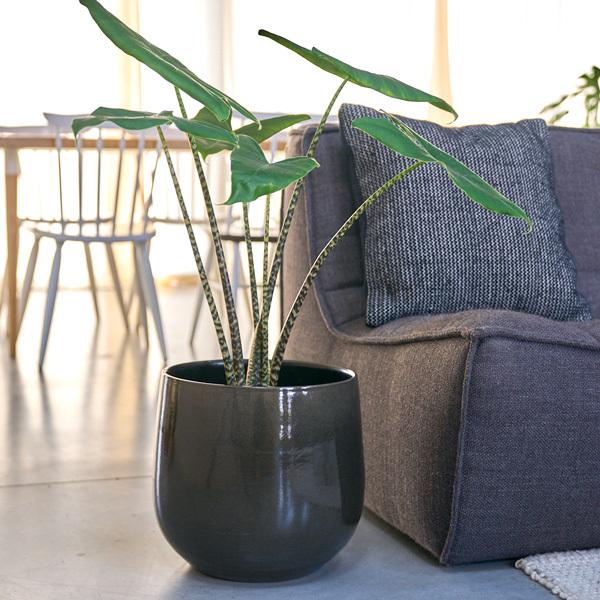 D&amp;M(fB[AhG) IW|bg U26 J[L/N[ 7 Jo[ |bg Jo[ ꌊȂ     ϗtA k