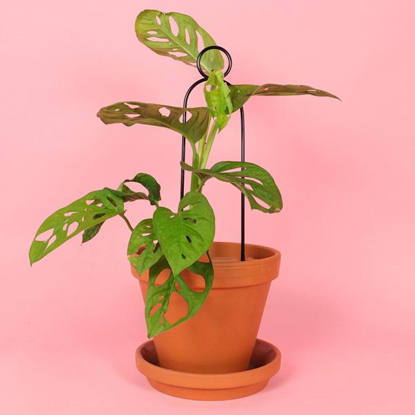 Botanopia ボタノピア 植物用くい ミニ ポンポン 1個 ゴールデン ブラック 植物支柱 おしゃれ支柱 小さめ ガーデニング用品 海外雑貨 Upstairs Outdoor Living 通販 Yahoo ショッピング