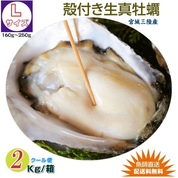 ■商品名:殻付き生牡蠣（Lサイズ）※140g〜180g/個■内容量: 2kg /箱（11個〜14個）■生産地：宮城県牡鹿半島■保存方法：要冷蔵■用途：生食用■消費期限：生食の場合は発送日から4日間、加熱の場合は発送日から5日間、冷凍された場...