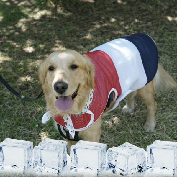 大型犬 2XL 犬 服 夏ドッグウェア クールベスト 冷却 熱中症対策