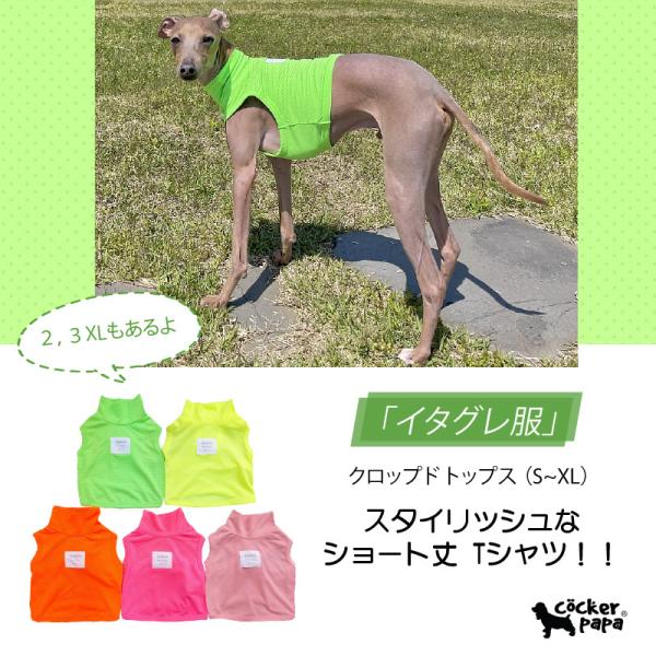 犬服　イタグレ服　トップス Amazon | イタリアングレーハウンド 服 イタグレ おしゃれ 犬服