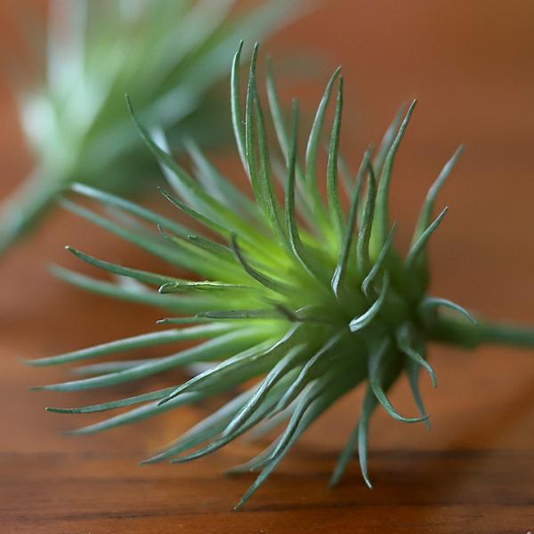 ■商品説明本物そっくりなエアプランツ「チランジア」のフェイクグリーン（造花）です。エアプランツは日本の環境だと枯れてしまったり、きれいな色を保つことが難しい植物です。フェイクグリーンなら枯れないですし、水やりも日当たりも気にせずOK！ミニサ...