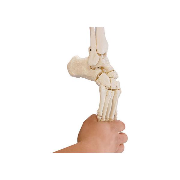 y񂹁zErler-Zimmer if(ECt) 6056 ͌^  Ō 