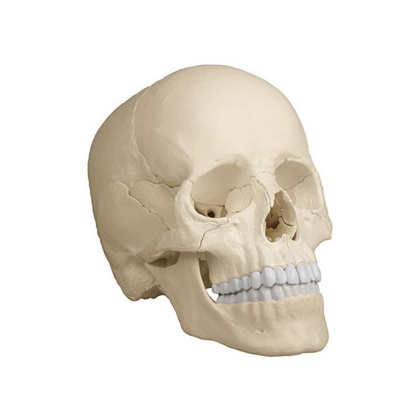 y񂹁zErler-Zimmer W22f(i`J[) 4701 ͌^  Ō 