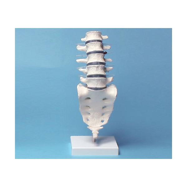 y񂹁zirX Ńf 390×120×120 4036 ͌^  Ō 