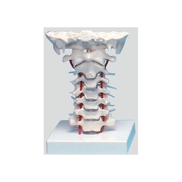 y񂹁zirX Ńf 180×160×125 4073 ͌^  Ō 