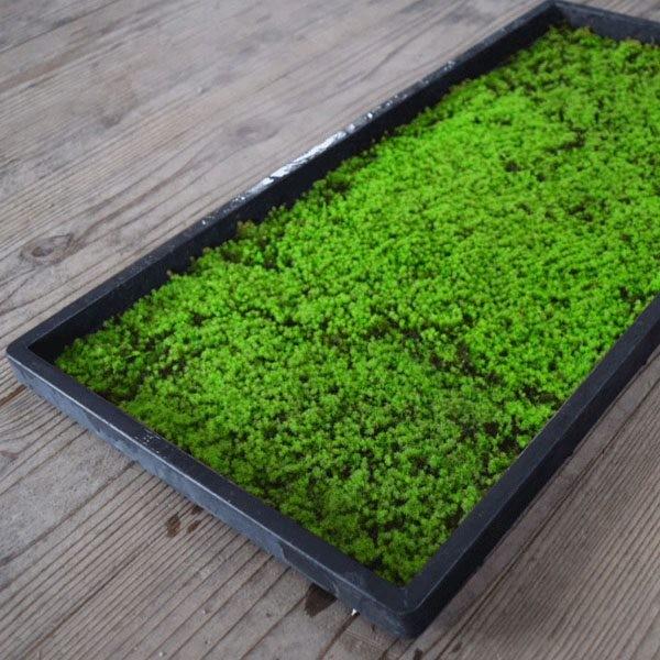52 Koke Project 江津苔プロジェクト スナゴケ シート 28cm 58ｃｍ 10枚 栽培 庭園 砂苔 盆栽 苔玉 テラリウム Www Purrworld Com