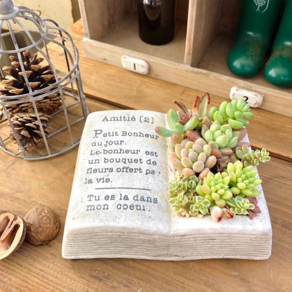 多肉植物　寄せ植え　BOOK型プランター♡ 多肉植物 寄せ植え BOOK型プランター♡