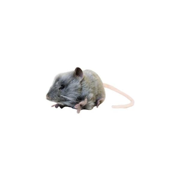 ぬいぐるみ ネズミ みんな探してる人気モノ ぬいぐるみ ネズミ おもちゃ
