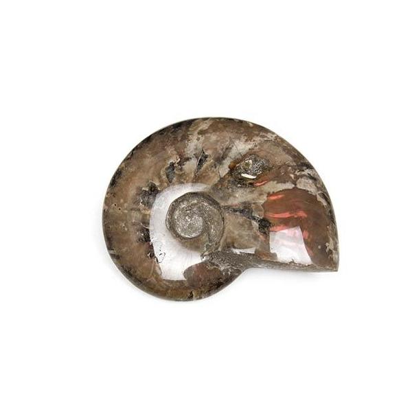 【美品】マダガスカル産アンモナイト 化石 マダガスカル産 アンモナイト 化石 No.11【1点もの】 : 天然石専門店
