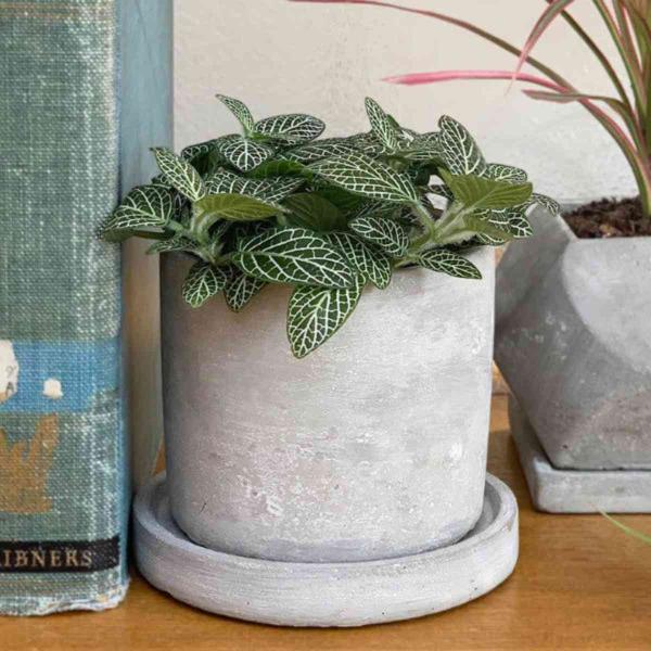 v^[ Aؔ Zg|bg Eh _g DULTON i vg|bg A \[T[t Zg  |bg  j