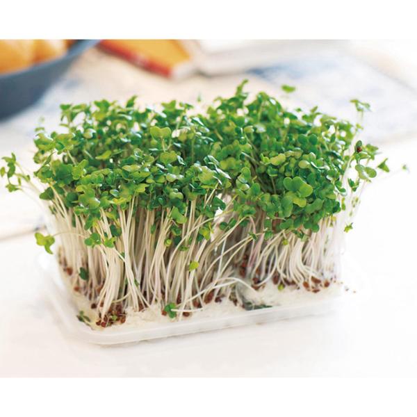 栽培期間は約10日間。家庭で手軽に始められる野菜作りです。素材： 紙・PP・ウレタン付属品、セット内容： 種子・トレー・マット・取説重量： 20g現品サイズ： トレー/93×150×15mm・マット/70×120×3mm【★ご注文のタイミン...