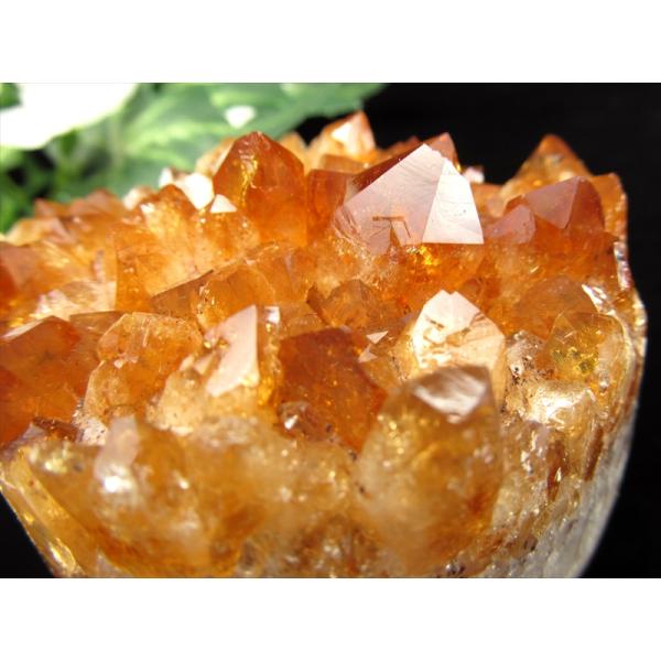 comrose_cl-71448-s-g