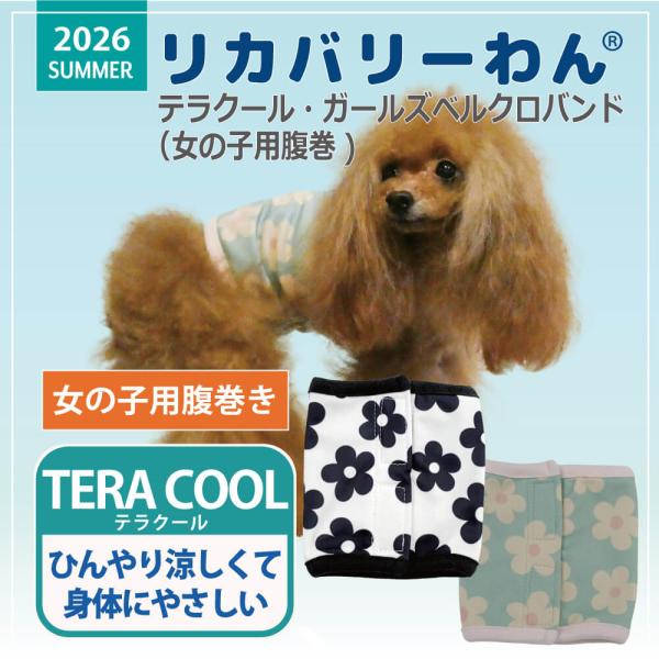 【6/1入荷】2026夏物新作ベルクロテラバンド 犬リカバリーグッズ[熱中症対策]【テラクール・ガールズベルクロバンド】7346[女の子用犬腹巻き][SSから3L]