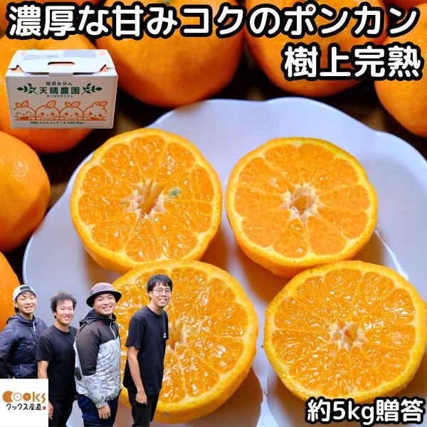 みかん ポンカン 愛媛 明浜 甘い 美味しい 糖度 5kg s〜L 樹上完熟 笑