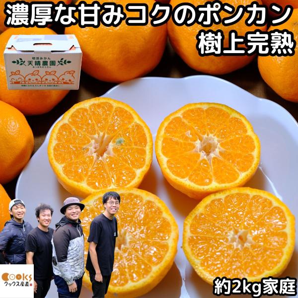 【くぅ〜ちゃん】89愛媛県産 太田ポンカン ＆ 伊予柑 小玉 先行予約】 愛媛県産 ぽんかん 2kg（10～14個） ポンカン 果物
