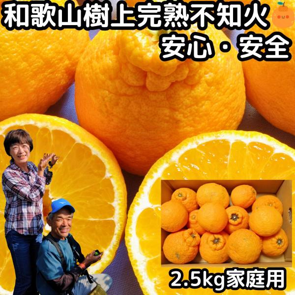 デコポン 同品種 不知火 訳あり 2.5kg 和歌山 有田柑橘さんさん 樹上