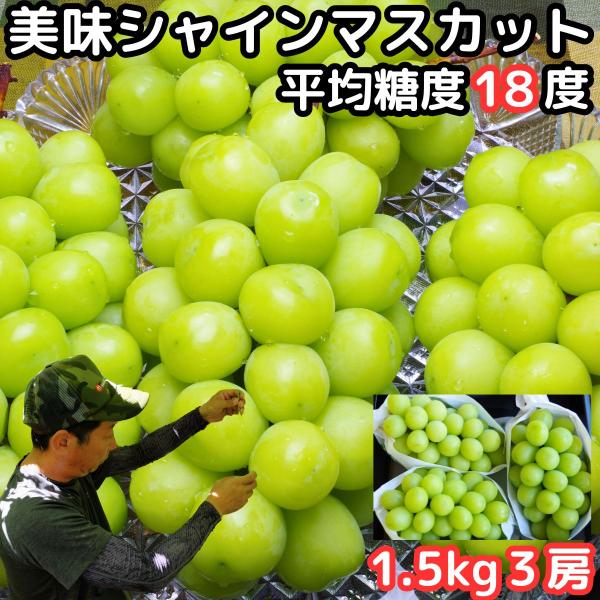 シャインマスカット ギフト ぶどう 山梨 笛吹市 八代 1.5kg 3房 高糖度 産地直送 化粧箱入 種なし 甘い