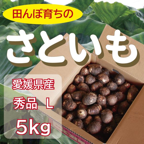 内容量：5kg規　格：秀品Ｌサイズ（贈答にも最適な上質のものを選別しています）入り数：約75個前後 50g〜80g／個原産地：愛媛県（四国中央市）販売元：藤田青果（店舗より直送いたします）配送について：産地より直送いたしますので、他の商品と...