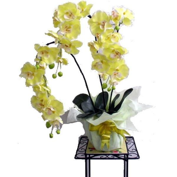 生花 胡蝶蘭 イエローの人気商品 通販 価格比較 価格 Com