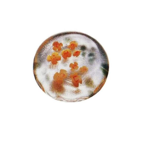 u Ĥ炦 ؍ 5 Ìyтǂ AfA ΒˏɎqiF-62189j Lb`A䏊pi