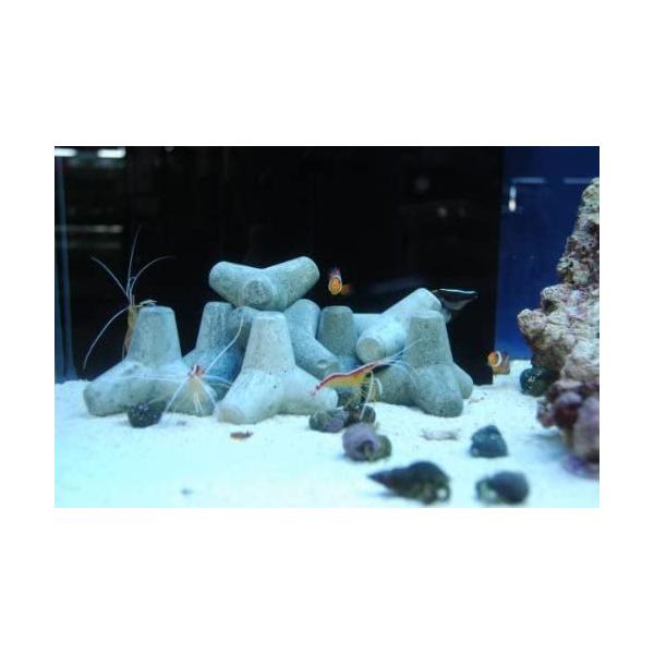 テトラ工房テノリテトラ水槽用sサイズ10個セットコンクリート製 Pulse Lk