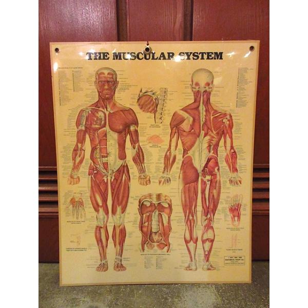 ビンテージ80's○ANATOMICAL CHART CO.人体図ラミネートポスターB