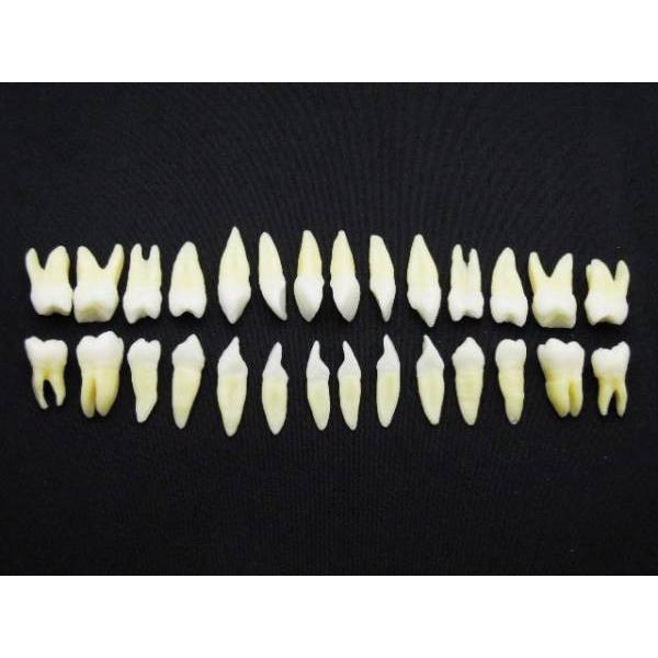 2個 歯列模型 実物大 開閉式 乳歯期 永久歯萌出前 永久歯 交換期 模型 歯科 楽天市場】【☆ポイント3倍 1/17 0:00-1/20 23:59】透明乳歯 永久歯