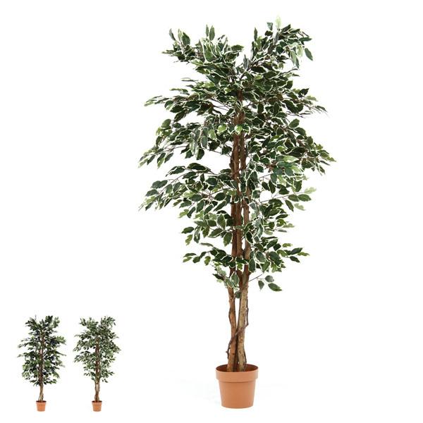 観葉植物 フィカス 1124 A :fubo52662:クラシト - 通販 - Yahoo