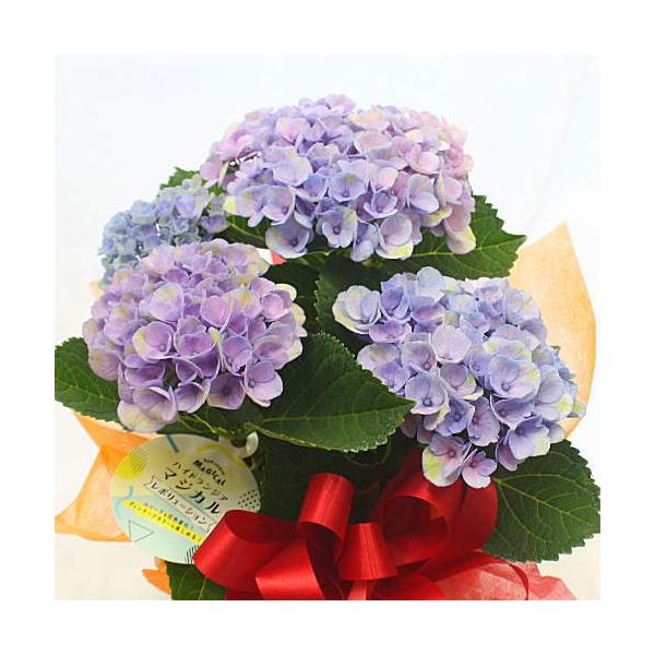 あじさい 鉢植え マジカルレボリューション ブルーパープル 色 籐かご付き 色の変化を楽しめる不思議なアジサイ Buyee Buyee 日本の通販商品 オークションの代理入札 代理購入