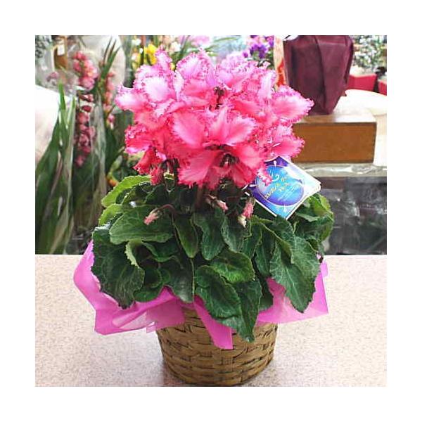 シクラメン エレガンスクイーンドレス ピンク色 5号鉢植え かご付き ふりふりの可愛いしくらめん鉢植え 花ギフト 誕生日プレゼントに Buyee 日本代购平台 产品购物网站大全 Buyee一站式代购 Bot Online