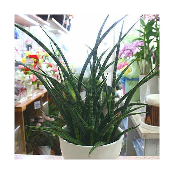 サンスベリア 珍しい品種 ミカド 観葉植物 ミニ 鉢植え インテリア 誕生日 プレゼント 花 ギフト お祝い 新築祝い サンセベリア Buyee Buyee Japanese Proxy Service Buy From Japan Bot Online