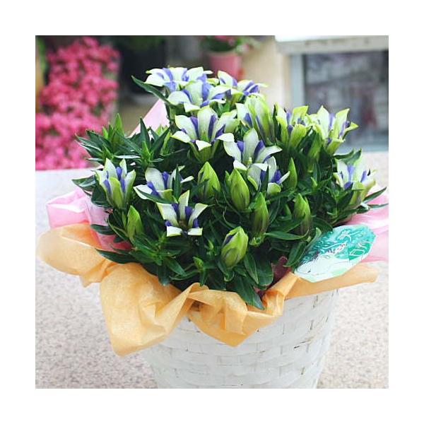 敬老の日ギフトに秋の鉢花4種類から選択 ベゴニアラブミー ピンポンマム リンドウ白寿 ニオイ桜 Buyee Buyee Japanese Proxy Service Buy From Japan Bot Online