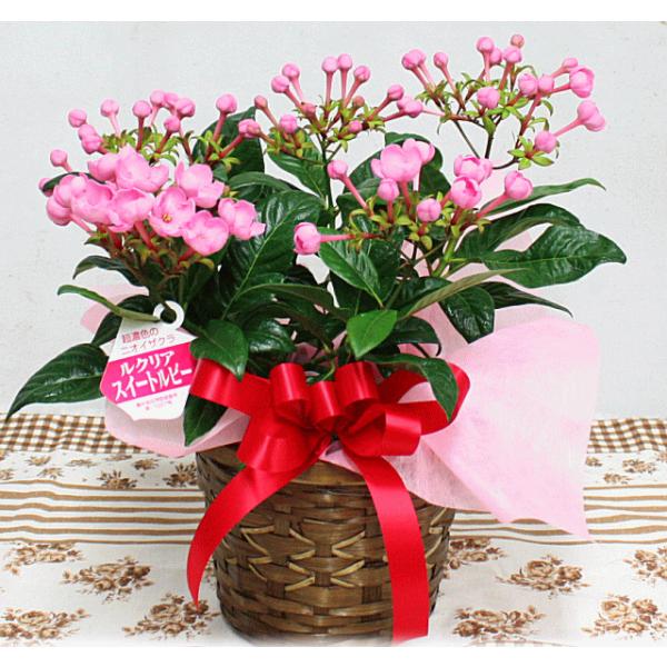 敬老の日ギフトに秋の鉢花4種類から選択 ベゴニアラブミー ピンポンマム リンドウ白寿 ニオイ桜 Buyee 日本代购平台 产品购物网站大全 Buyee一站式代购 Bot Online