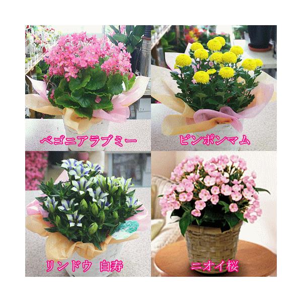 敬老の日ギフトに秋の鉢花4種類から選択 ベゴニアラブミー ピンポンマム リンドウ白寿 ニオイ桜 Buyee Buyee 日本の通販商品 オークションの代理入札 代理購入