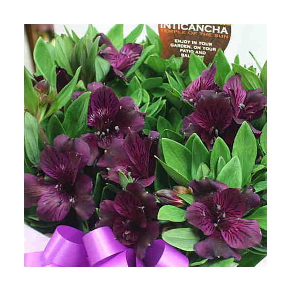 花 アルストロメリア 鉢植え 白紫色 花付き 籐かご付き 母の日や誕生日プレゼントに長く鑑賞できる花鉢ギフト Buyee Buyee บร การต วกลางจากญ ป น ซ อจากประเทศญ ป น